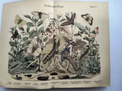 Gravure ancienne 1886 - Papillons européens (3). Chromo lithographie XIX