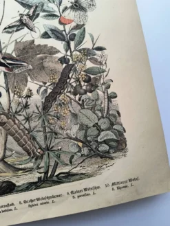 Gravure ancienne 1886 - Papillons européens (3). Chromo lithographie XIX