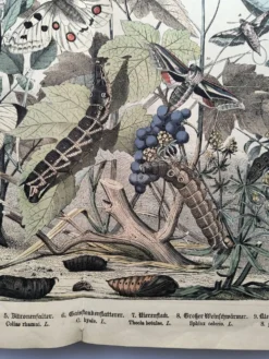 Gravure ancienne 1886 - Papillons européens (3). Chromo lithographie XIX