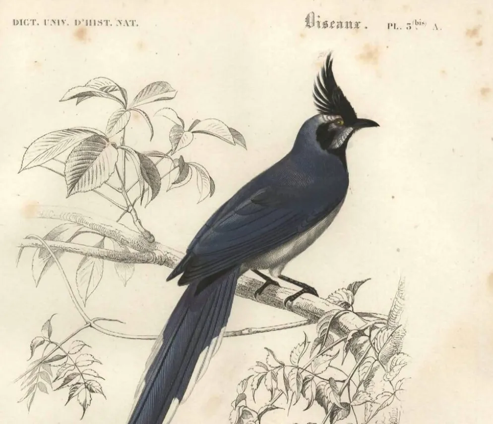 Gravure ancienne 1849 - Pie de Collie par E. Travies