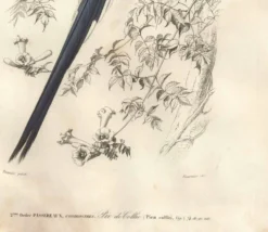 Gravure ancienne 1849 - Pie de Collie par E. Travies
