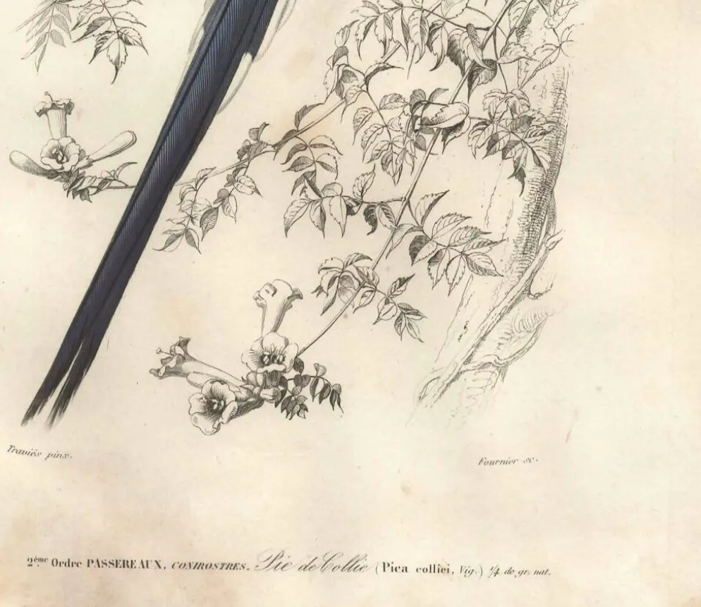 Gravure ancienne 1849 - Pie de Collie par E. Travies