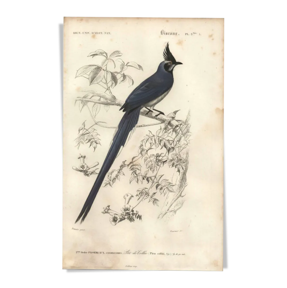 Gravure ancienne 1849 - Pie de Collie par E. Travies