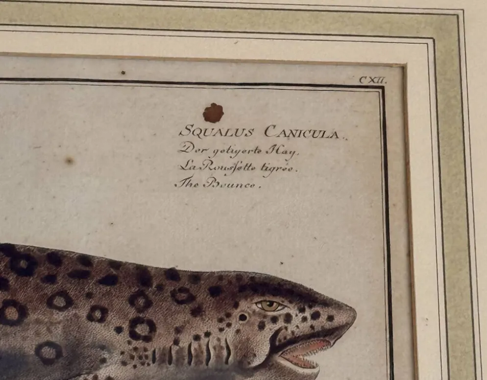 Gravure ancienne poisson – Ludwig Schmidt (XIXᵉ siècle)