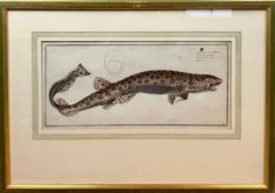 Gravure ancienne poisson – Ludwig Schmidt (XIXᵉ siècle)