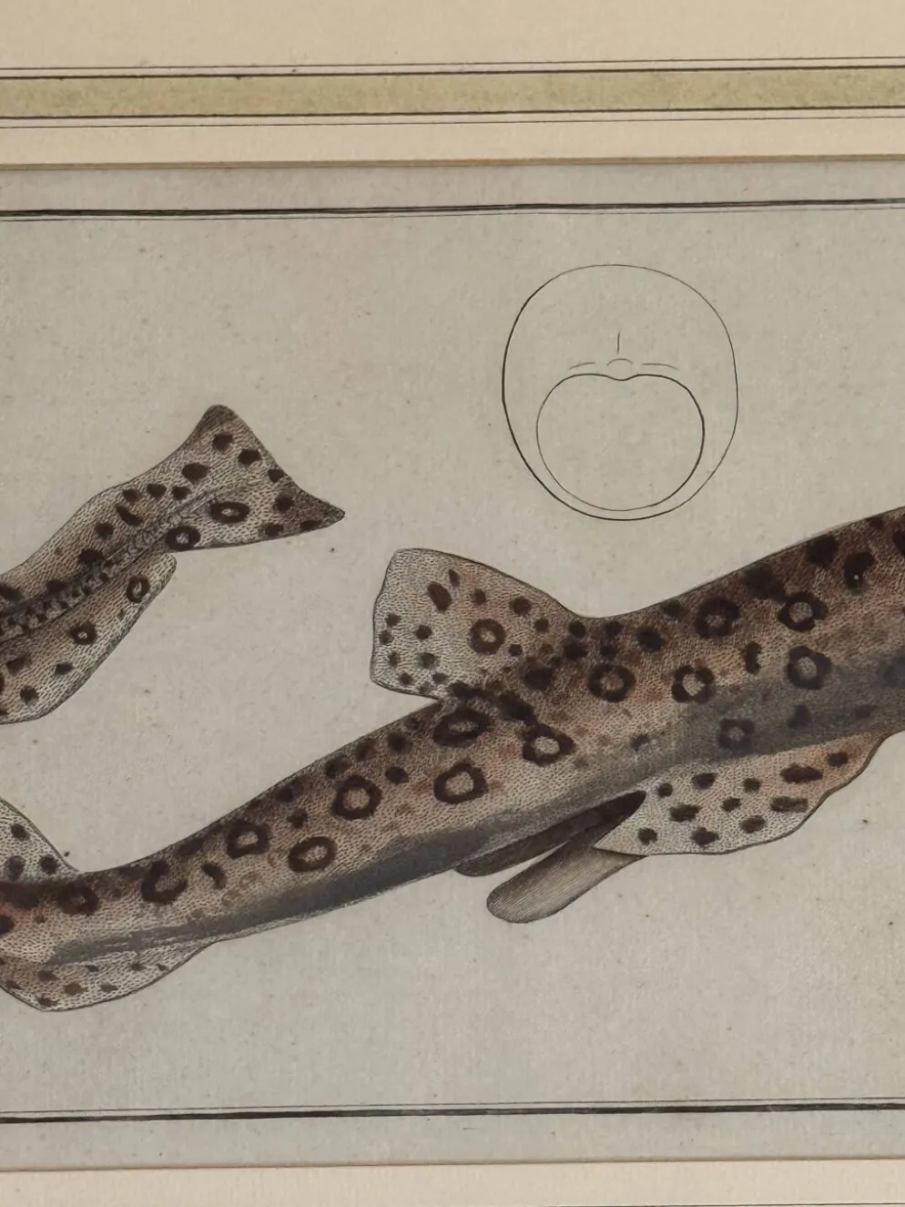 Gravure ancienne poisson – Ludwig Schmidt (XIXᵉ siècle)
