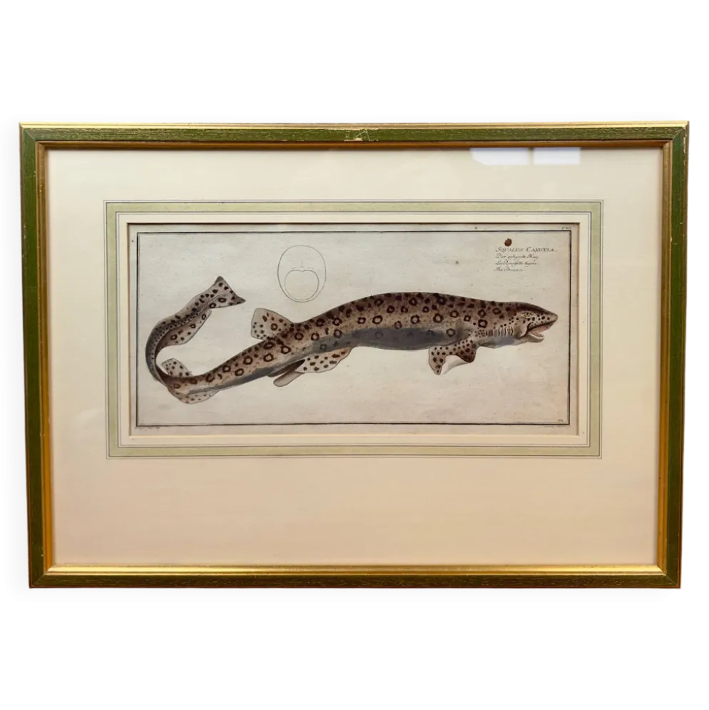 Gravure ancienne poisson – Ludwig Schmidt (XIXᵉ siècle)