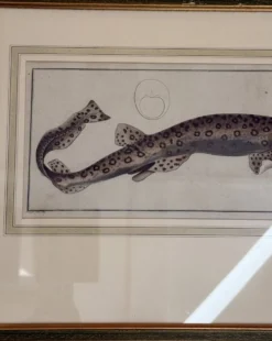 Gravure ancienne poisson – Ludwig Schmidt (XIXᵉ siècle)