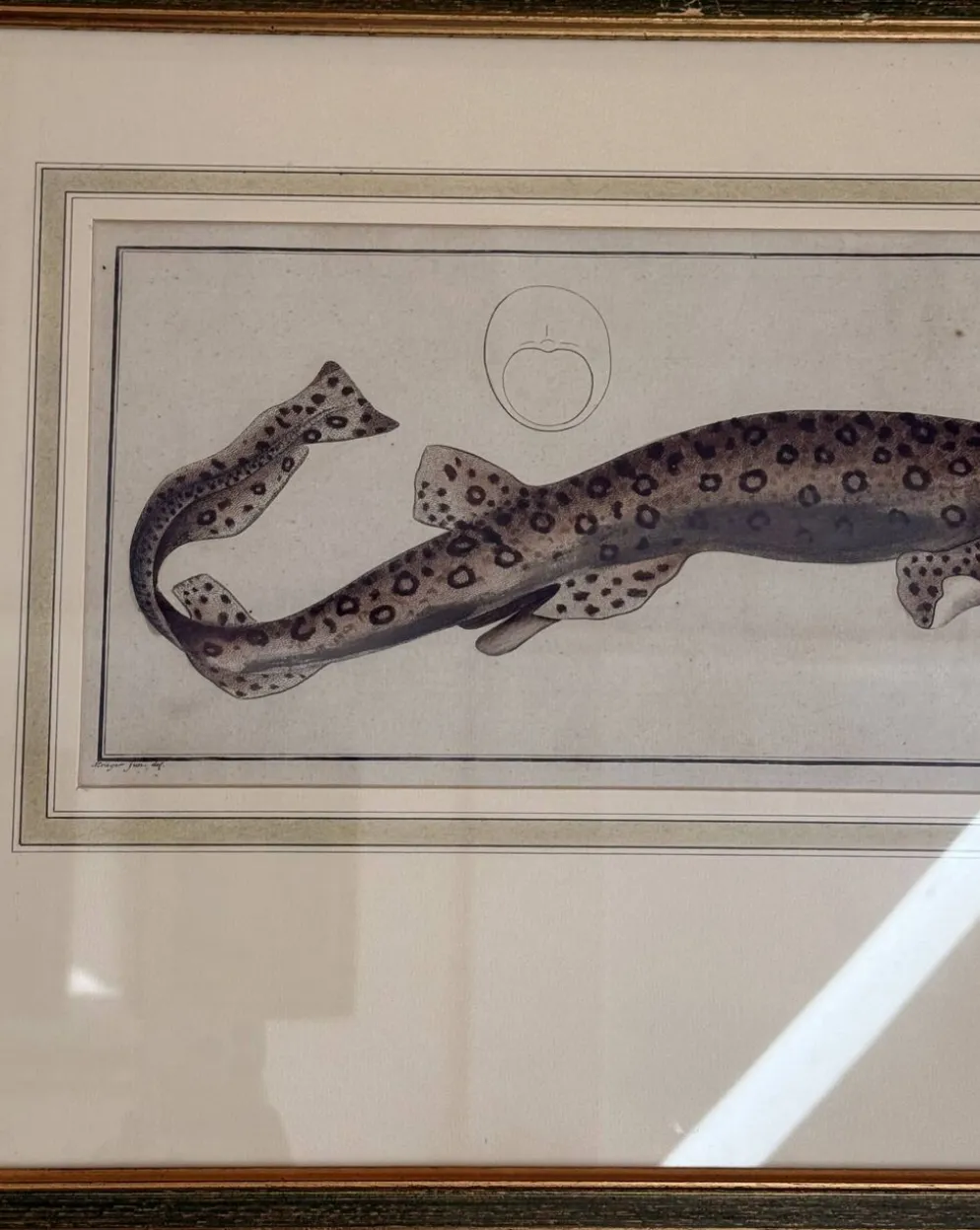 Gravure ancienne poisson – Ludwig Schmidt (XIXᵉ siècle)