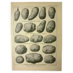 Gravure ancienne 1921 - Pomme de terre 1 par Dessertenne.- planche légumes