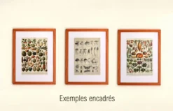 Gravure ancienne 1921 - Pomme de terre 1 par Dessertenne.- planche légumes