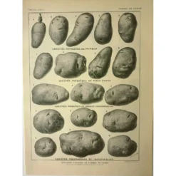 Gravure ancienne 1921 - Pomme de terre 1 par Dessertenne.- planche légumes