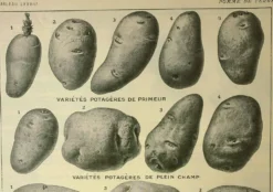 Gravure ancienne 1921 - Pomme de terre 1 par Dessertenne.- planche légumes