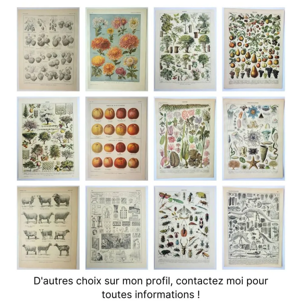 Gravure ancienne 1922, Vigne, ennemis, insectes, raisin, vendange • Lithographie, illustration origi