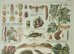 Gravure ancienne 1922, Vigne, ennemis, insectes, raisin, vendange • Lithographie, illustration origi
