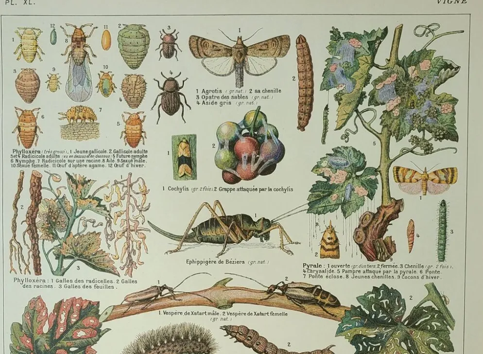 Gravure ancienne 1922, Vigne, ennemis, insectes, raisin, vendange • Lithographie, illustration origi