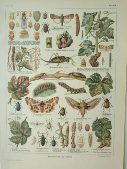 Gravure ancienne 1922, Vigne, ennemis, insectes, raisin, vendange • Lithographie, illustration origi
