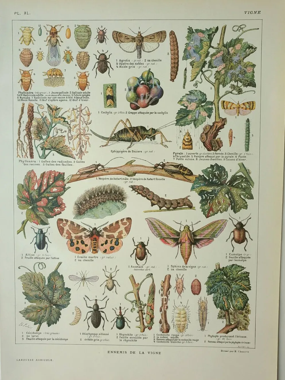 Gravure ancienne 1922, Vigne, ennemis, insectes, raisin, vendange • Lithographie, illustration origi
