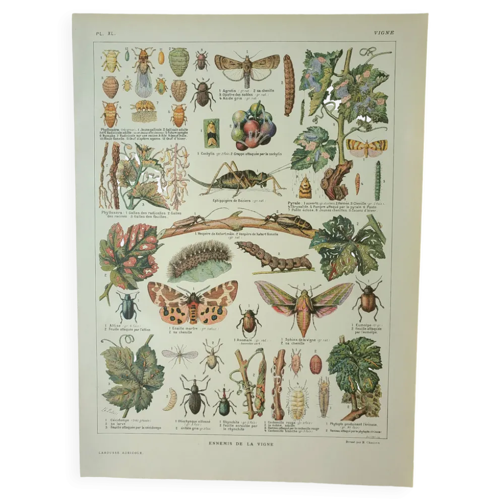Gravure ancienne 1922, Vigne, ennemis, insectes, raisin, vendange • Lithographie, illustration origi