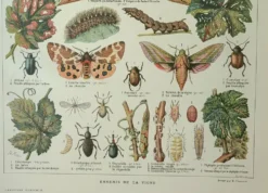 Gravure ancienne 1922, Vigne, ennemis, insectes, raisin, vendange • Lithographie, illustration origi