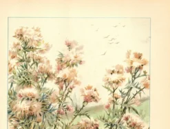 Gravure Art nouveau 1896 - Chardons sauvages - par G. Fraipont - Botanique