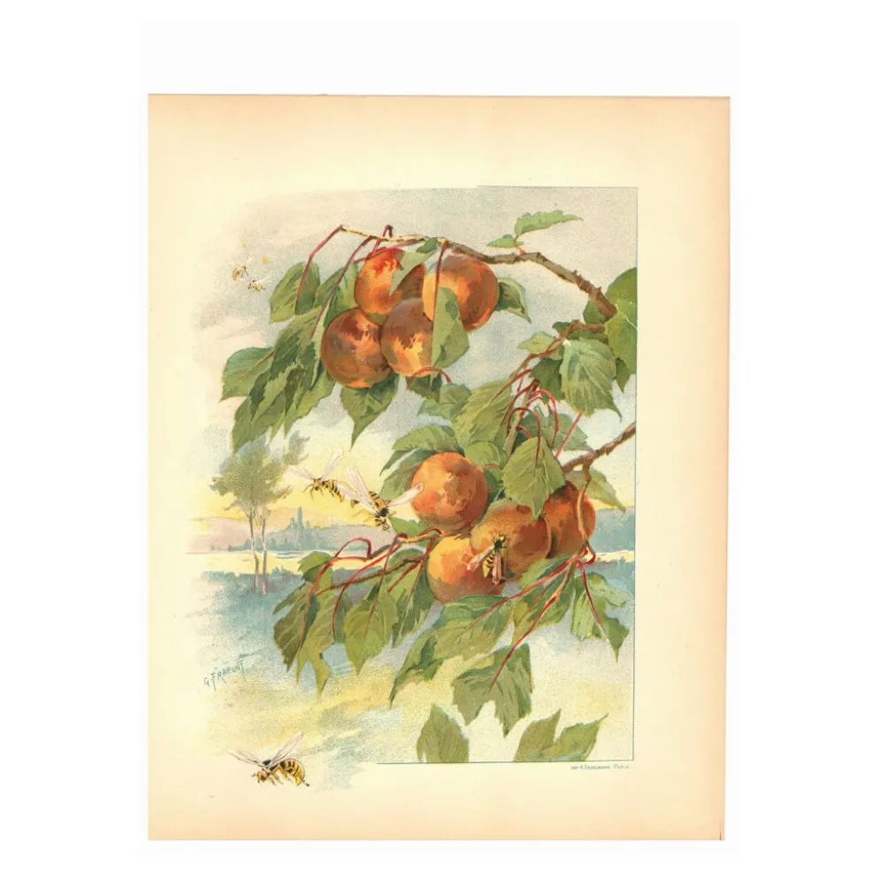 Gravure Art nouveau 1896 - Pêches et guêpes par Fraipont. planche botanique