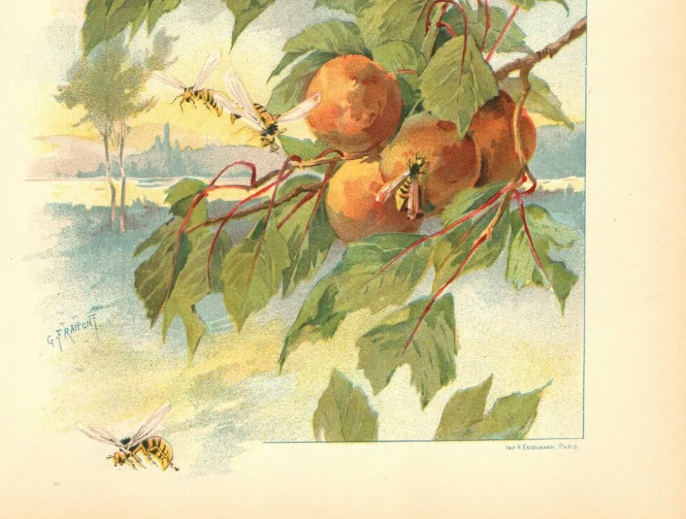 Gravure Art nouveau 1896 - Pêches et guêpes par Fraipont. planche botanique