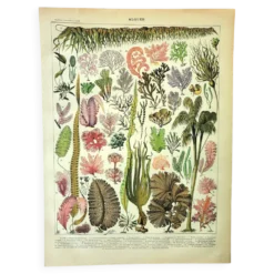 Gravure botanique 1907 A. Millot - Algues, plante marine, flore
