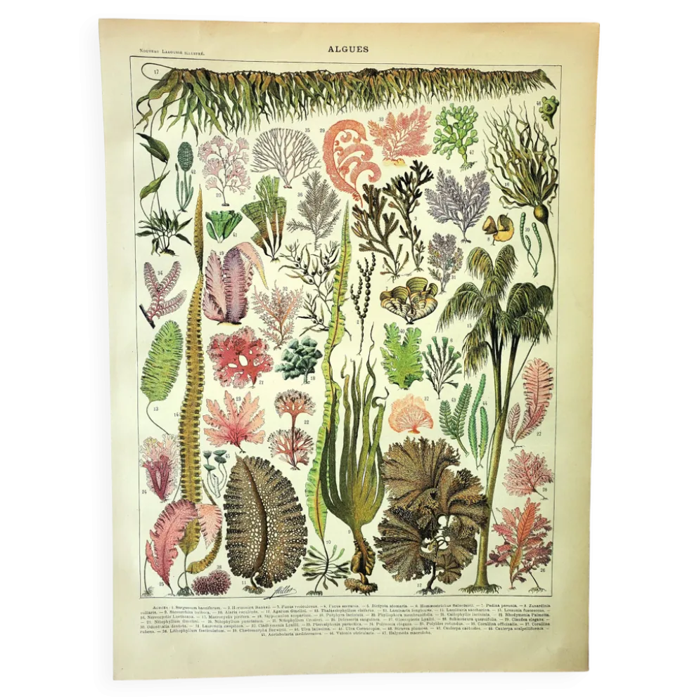 Gravure botanique 1907 A. Millot - Algues, plante marine, flore