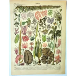 Gravure botanique 1907 A. Millot - Algues, plante marine, flore