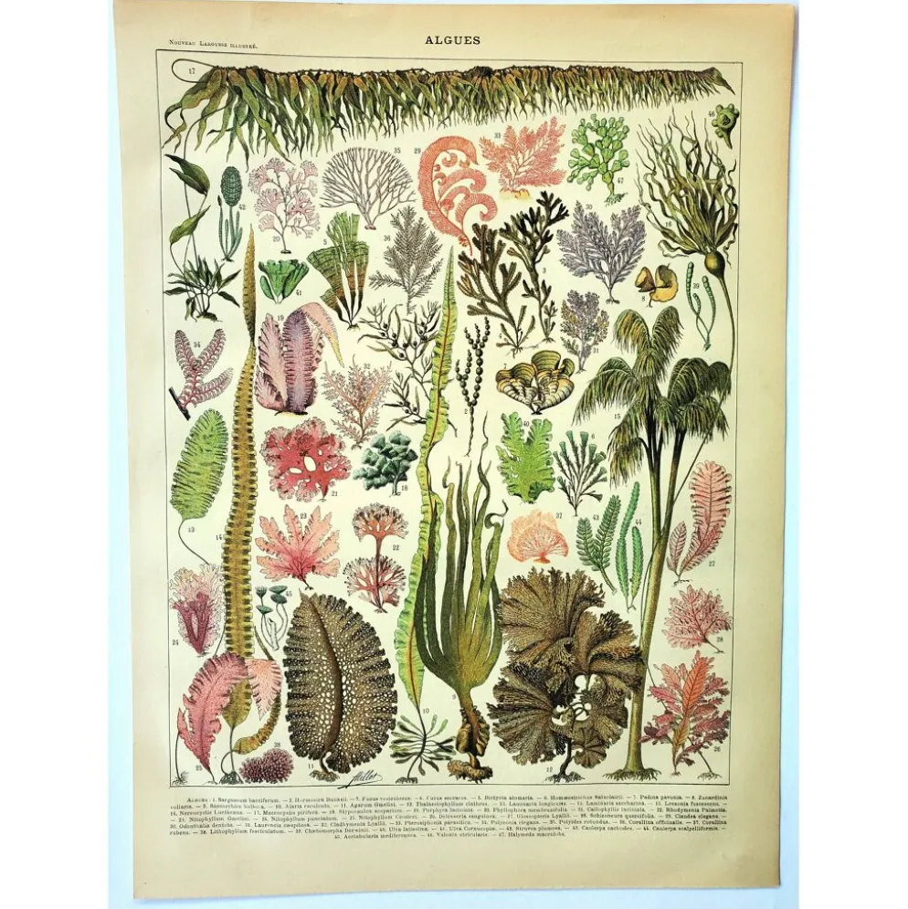 Gravure botanique 1907 A. Millot - Algues, plante marine, flore