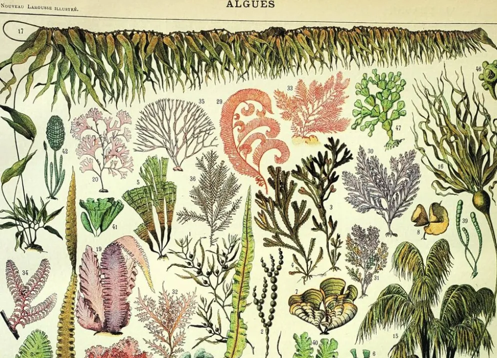 Gravure botanique 1907 A. Millot - Algues, plante marine, flore