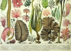 Gravure botanique 1907 A. Millot - Algues, plante marine, flore
