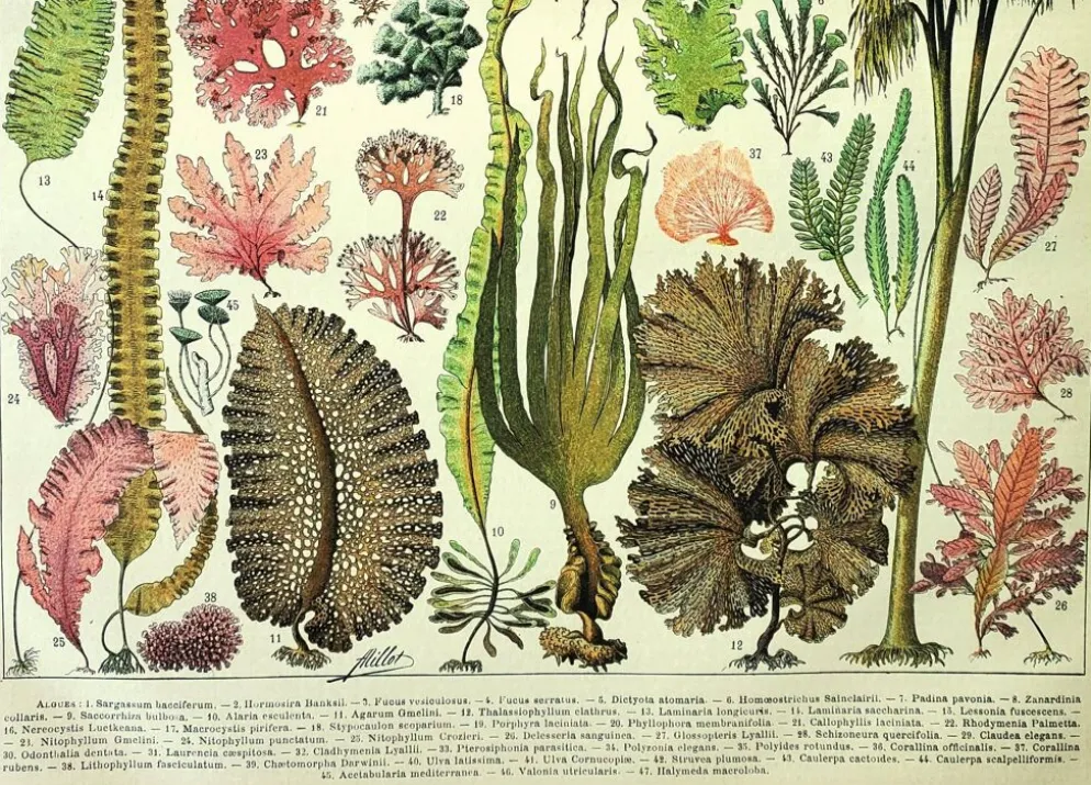 Gravure botanique 1907 A. Millot - Algues, plante marine, flore
