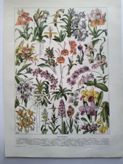 Gravure botanique ancienne 1922 - Orchidées par A.Millot - planche flore
