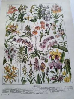 Gravure botanique ancienne 1922 - Orchidées par A.Millot - planche flore