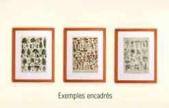 Gravure botanique ancienne 1922 - Orchidées par A.Millot - planche flore
