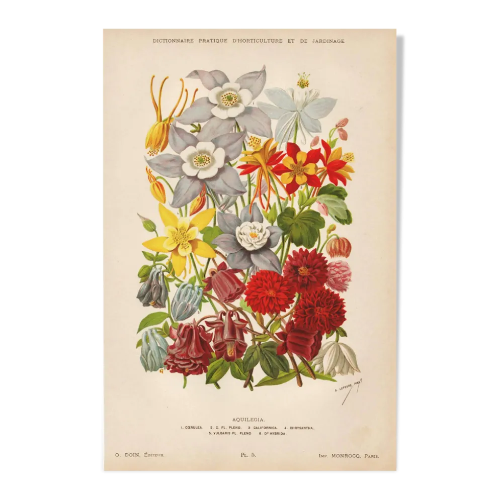 Gravure Botanique 1898 - Aquilegia - Fleur en Chromo-lithographie vintage