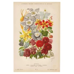Gravure Botanique 1898 - Aquilegia - Fleur en Chromo-lithographie vintage