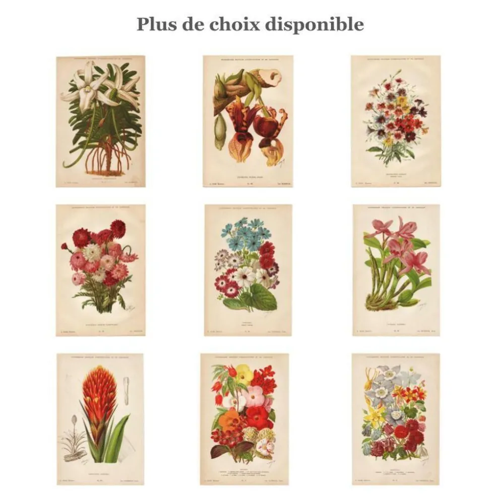 Gravure Botanique 1898 - Aquilegia - Fleur en Chromo-lithographie vintage