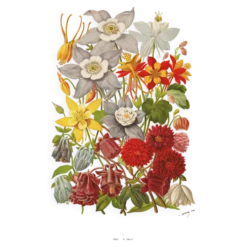 Gravure Botanique 1898 - Aquilegia - Fleur en Chromo-lithographie vintage