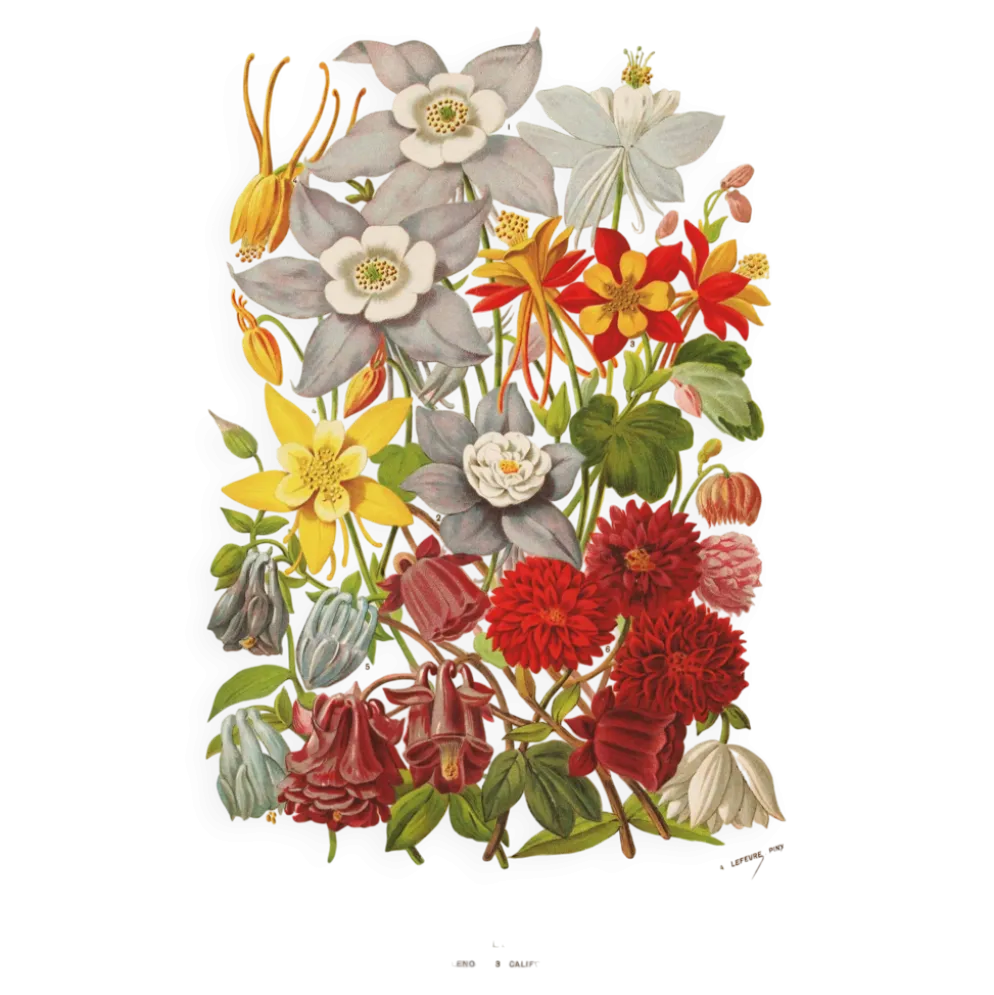 Gravure Botanique 1898 - Aquilegia - Fleur en Chromo-lithographie vintage