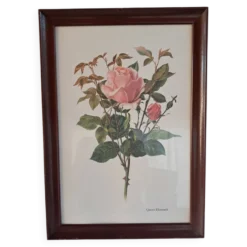Gravure botanique cadre vintage « Rose Queen Elizabeth » par Lotte Gün