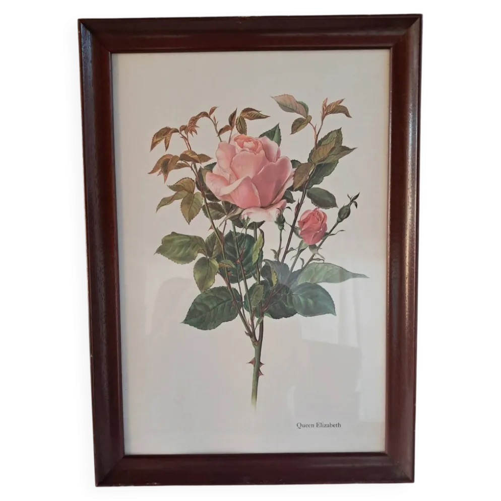 Gravure botanique cadre vintage « Rose Queen Elizabeth » par Lotte Gün