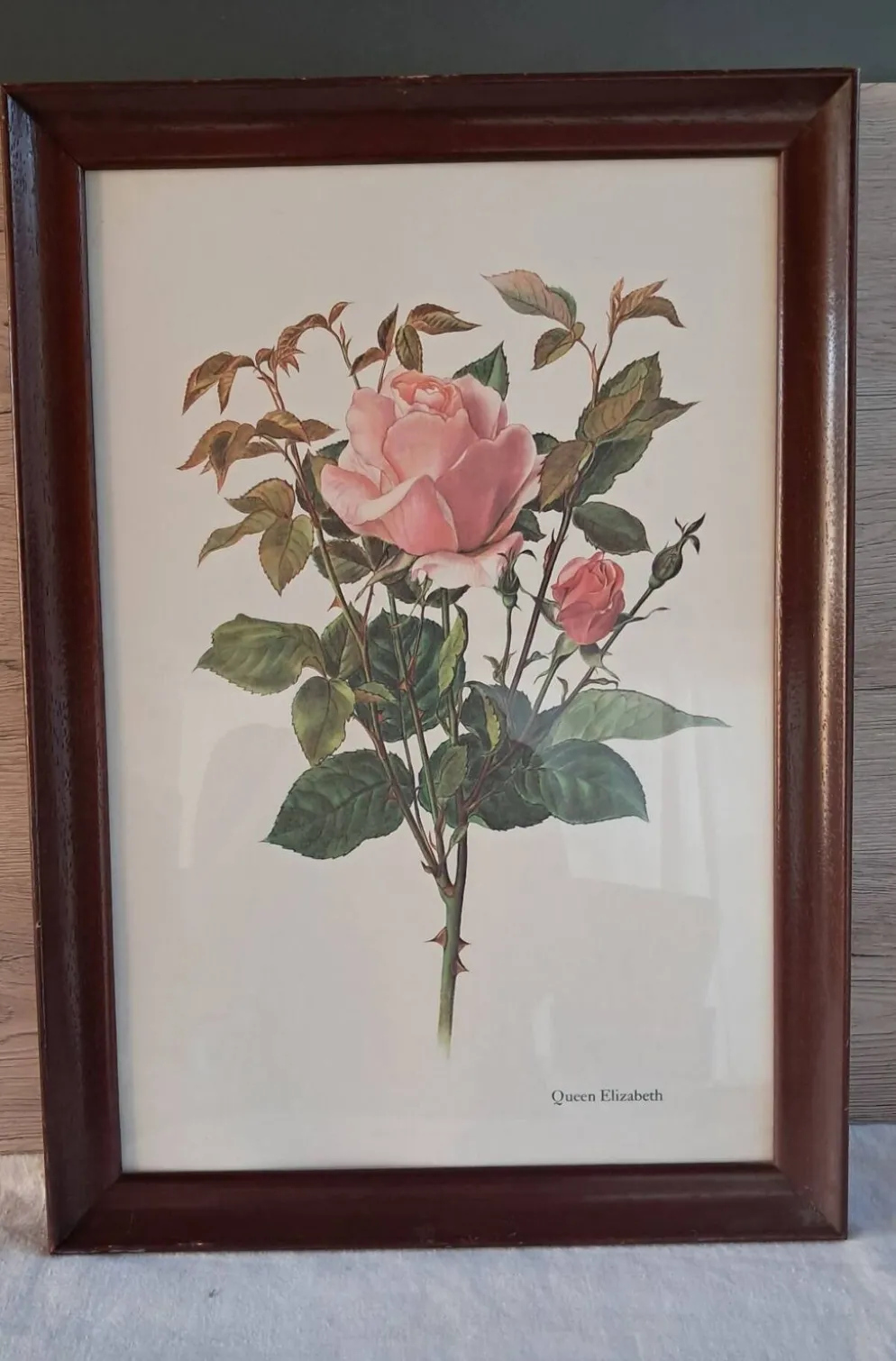 Gravure botanique cadre vintage « Rose Queen Elizabeth » par Lotte Gün