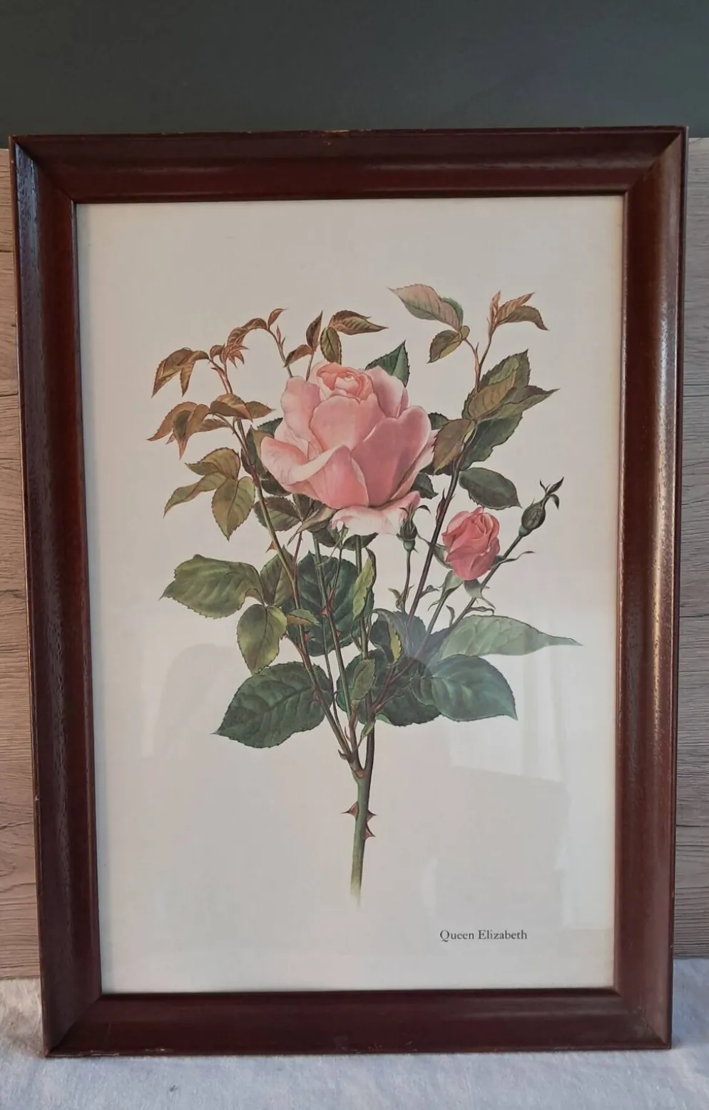 Gravure botanique cadre vintage « Rose Queen Elizabeth » par Lotte Gün