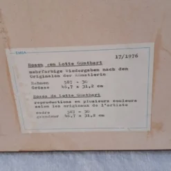 Gravure botanique cadre vintage « Rose Queen Elizabeth » par Lotte Gün