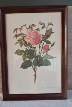 Gravure botanique cadre vintage « Rose Queen Elizabeth » par Lotte Gün