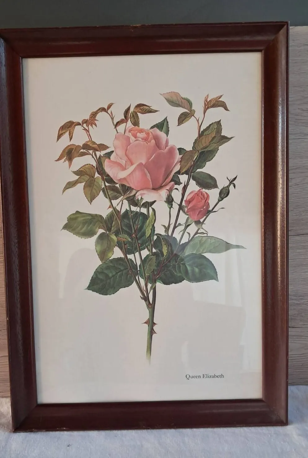 Gravure botanique cadre vintage « Rose Queen Elizabeth » par Lotte Gün