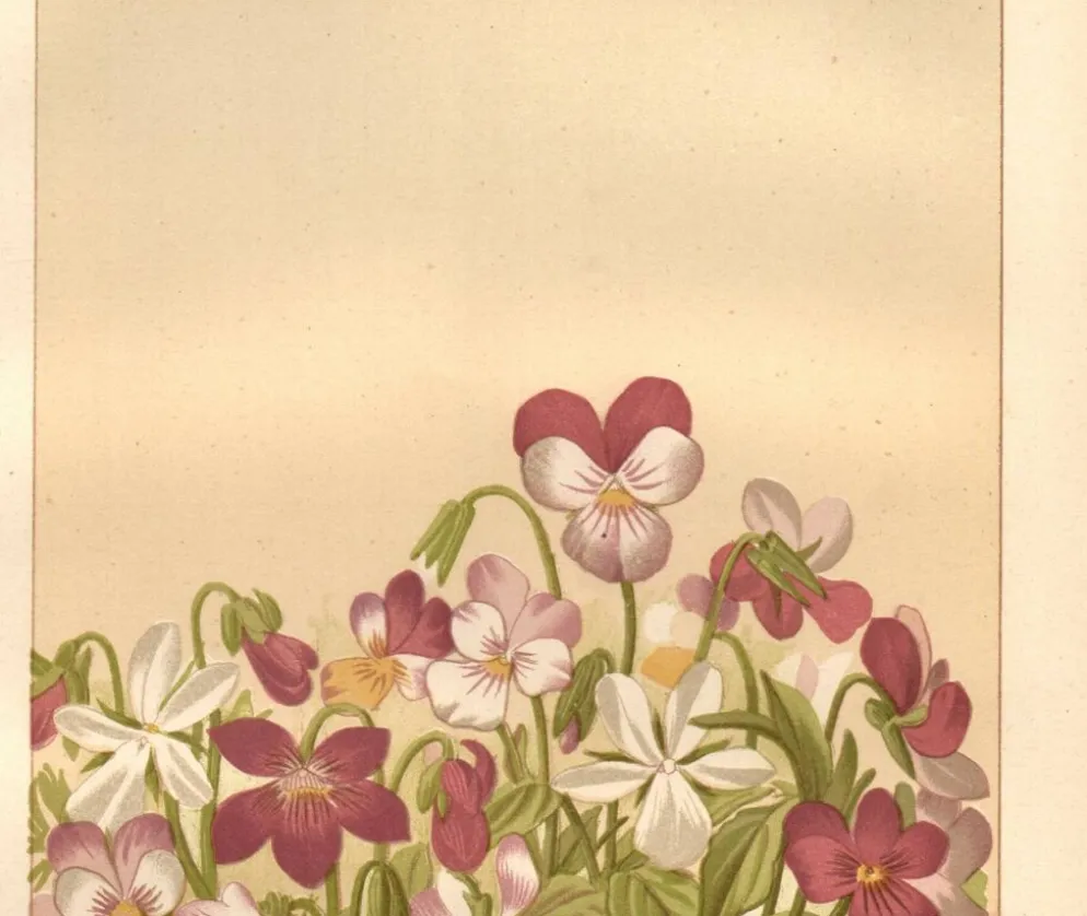 Gravure botanique de 1889 - Violette - Planche ancienne florale naturelle